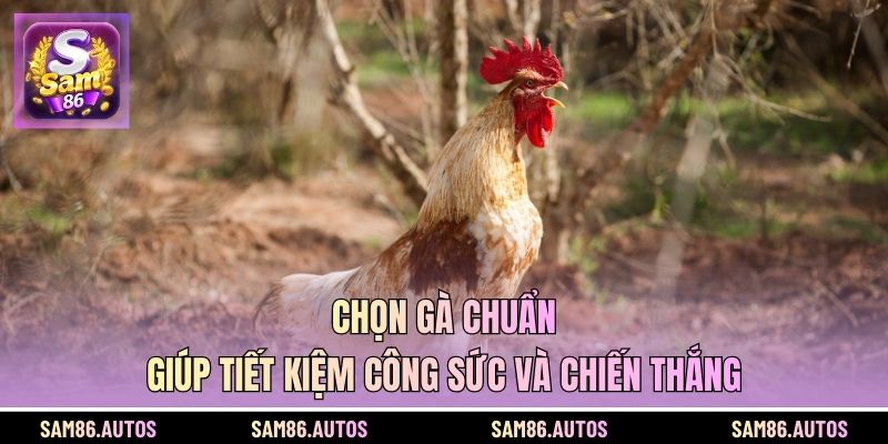 Chọn gà chuẩn giúp tiết kiệm công sức và chiến thắng