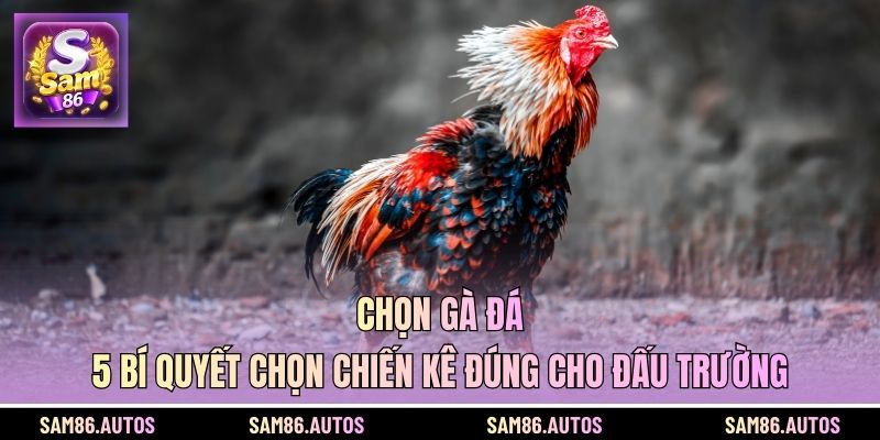 Chọn Gà Đá - 5 Bí Quyết Chọn Chiến Kê Đúng Cho Đấu Trường
